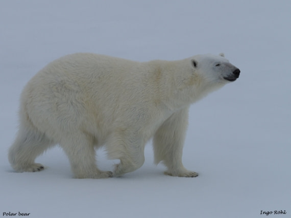 Polar bear 13