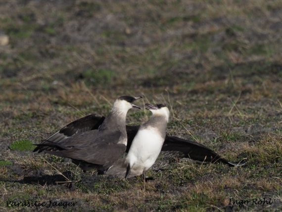 Parasitic Jaeger | Arctic Skua
