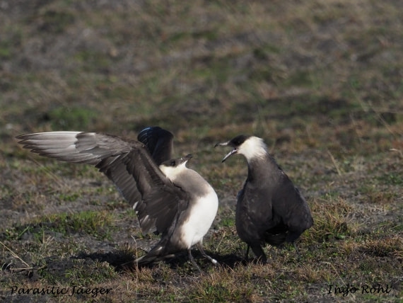 Parasitic Jaeger | Arctic Skua