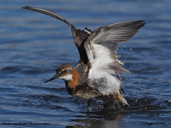 Red-necked Phalarope 7
