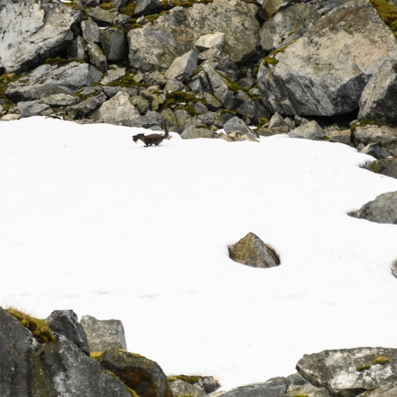arctic fox chases blue fox