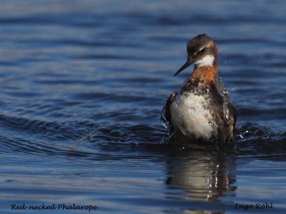 Red-necked Phalarope 6