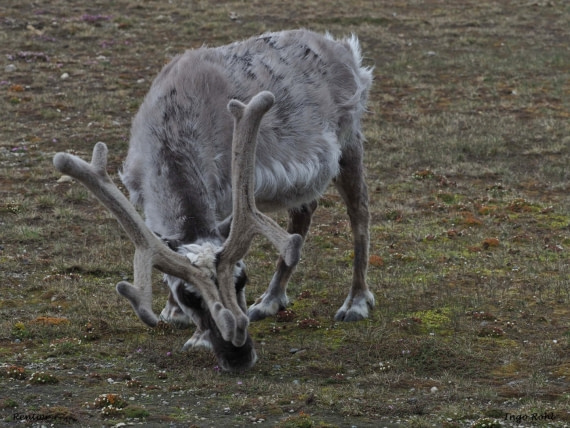 Rentier | Svalbard reindeer