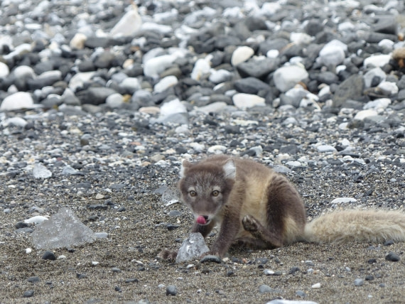Arctic Fox at Alkefjellet