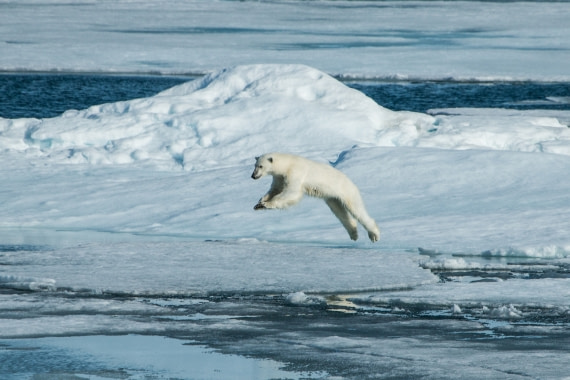 Polar bear