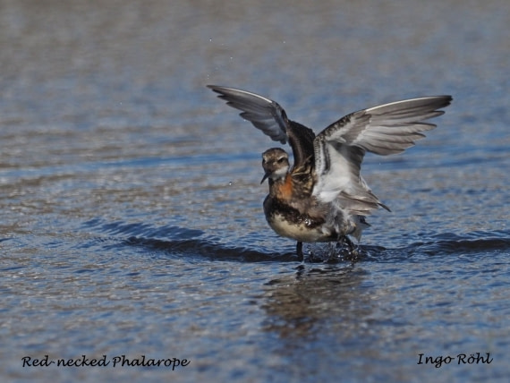 Red Phalarope 1