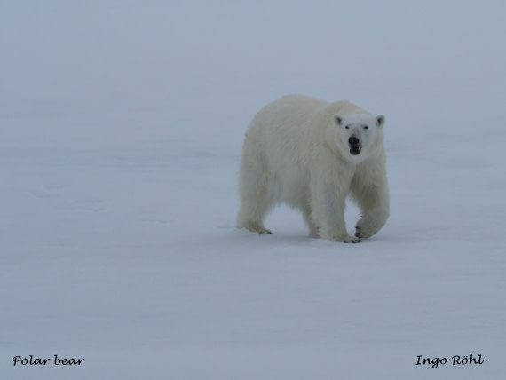 Polar bear 3