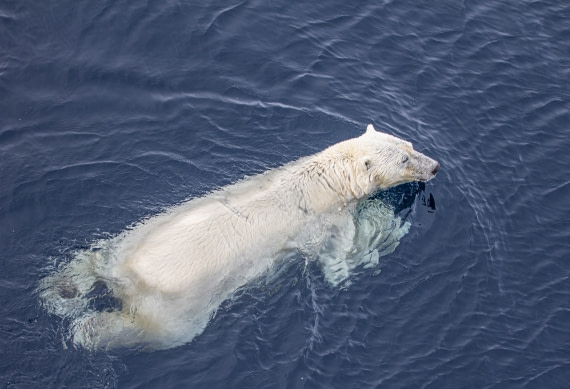 A swimming bear close to the ship