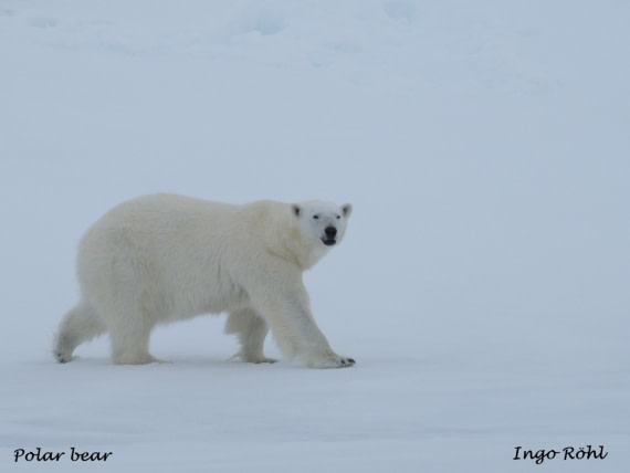 Polar bear