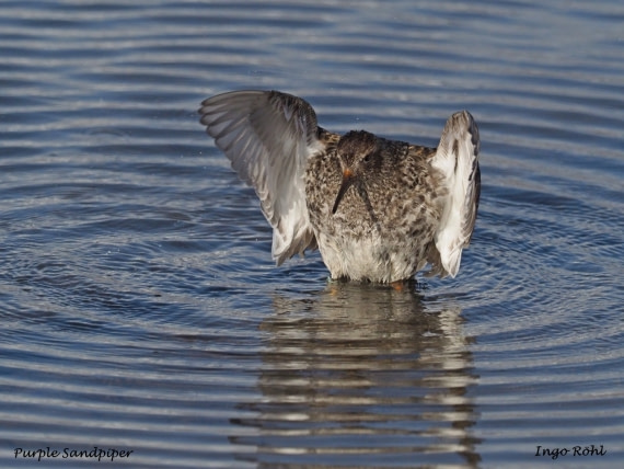 Purple Sandpiper 1