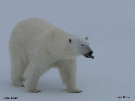 Polar bear 12
