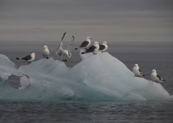 Ice Birds