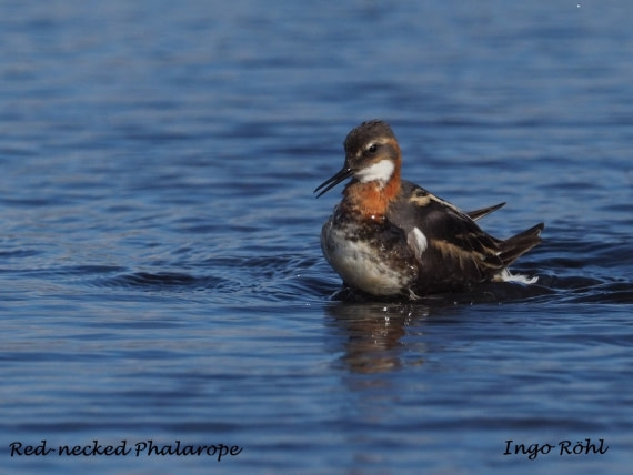 Red-necked Phalarope 5