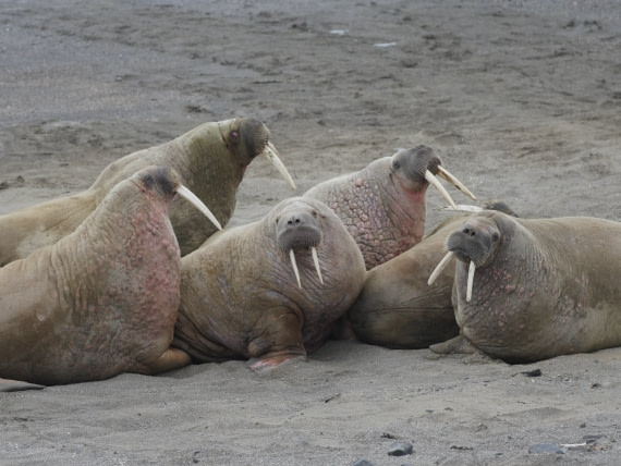 Walrus