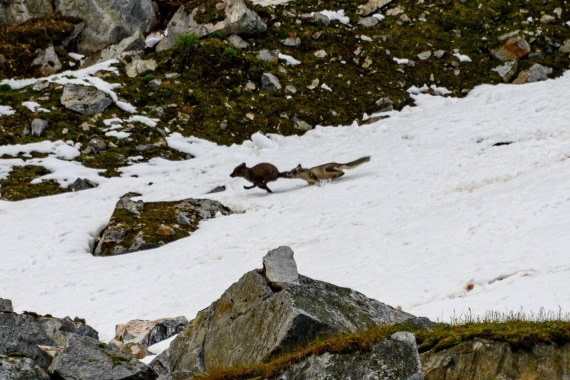 arctic fox catches the tail of a blue fox