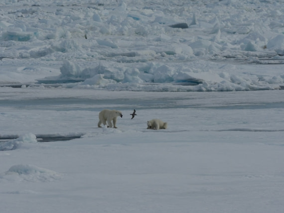 polar bear