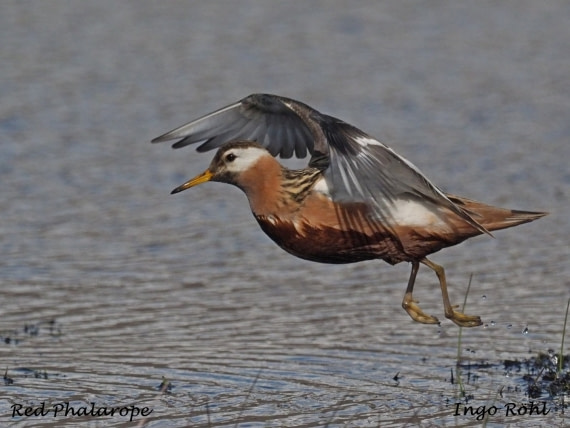 Red Phalarope 2