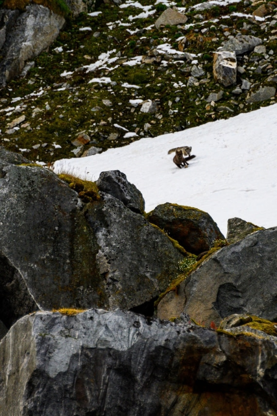 arctic foxes