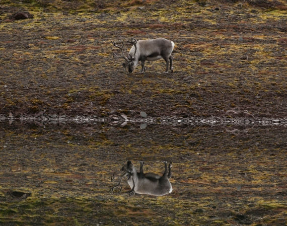 reindeer reflection