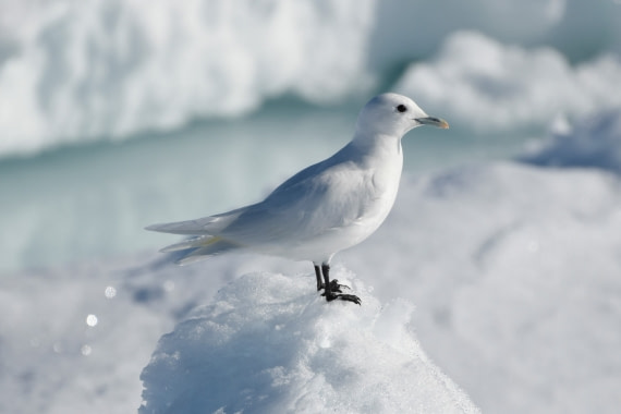 The gull of the arctic - Pack ice