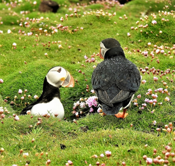 In love look ! (Fair Isle)