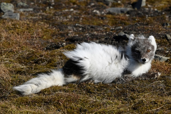 Arctic fox on svalbard