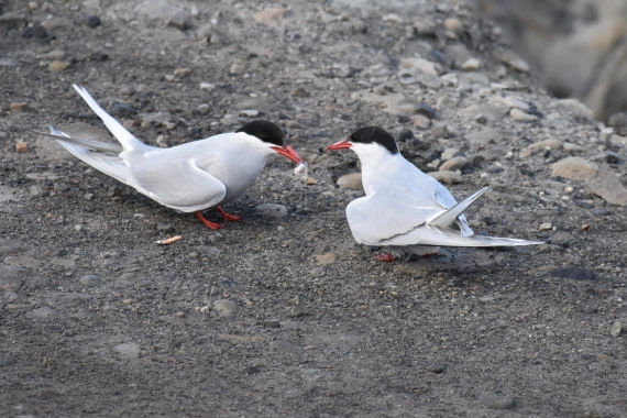 Seeschwalben (Arctic tern)