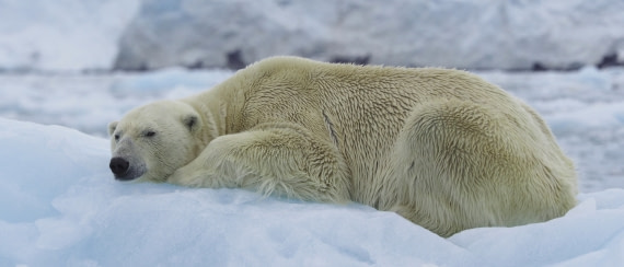 Polar Bear resting but watchful