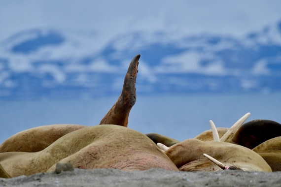 Please can I go to the toilet?