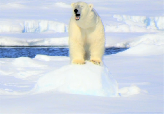 The sweet when yawning(Pack ice Greenland sea)