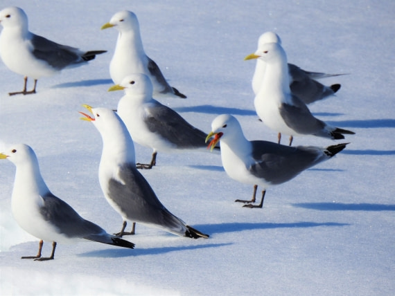 Kittiwakes show at the tongue !