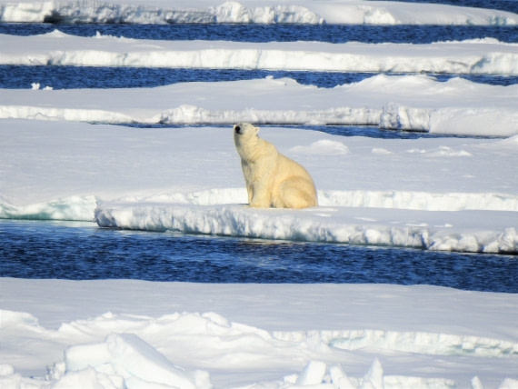 The king of the arctic(Pack ice Greenland sea)