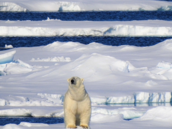 The king of the arctic(Pack ice Greenland sea)