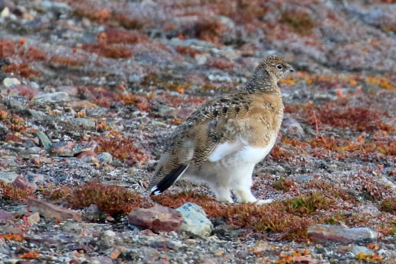 Ptarmigan - Camouflage