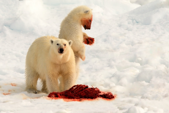 Polar Bear with Kill