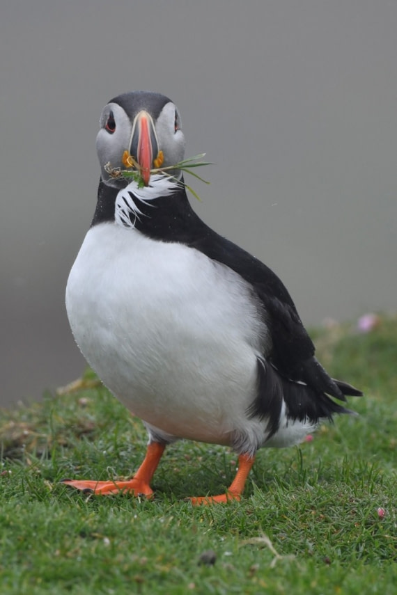 Puffin with nesting material - fair isle