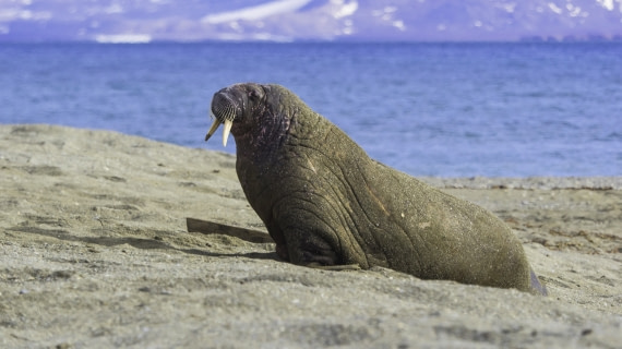 walrus on the way to the group