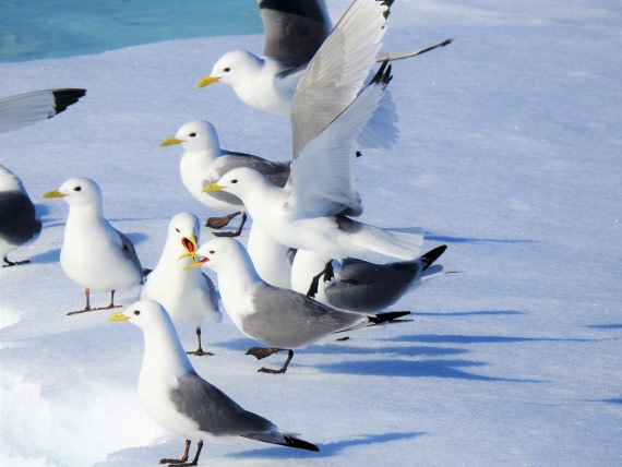 Kittiwakes on ice !