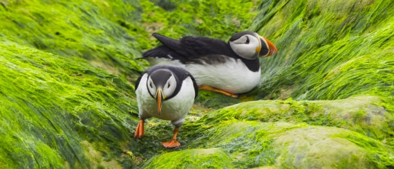 I will come back with fish