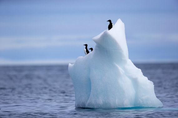 Birds atop Iceberg