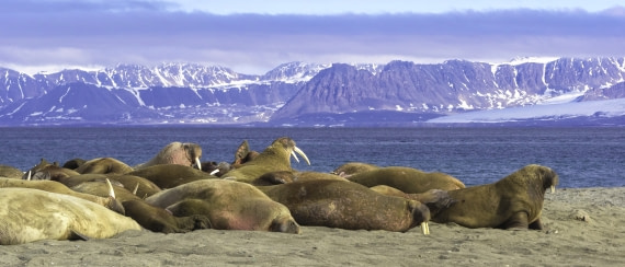 Walruses family together