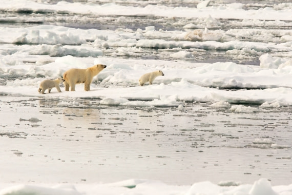 Polar Bear Family