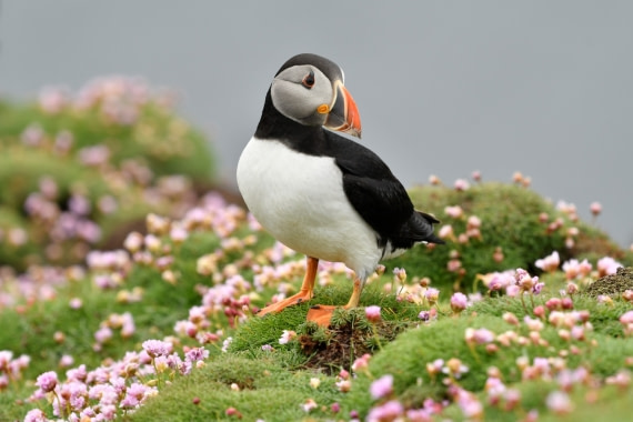 Puffins - Fair isle
