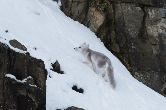 Arctic fox