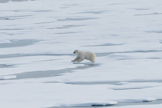 Jumping over the pack ice
