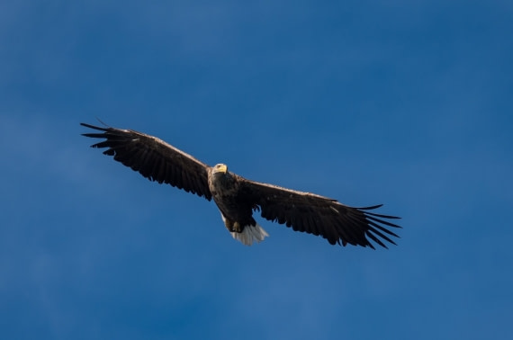 The flight of the eagle