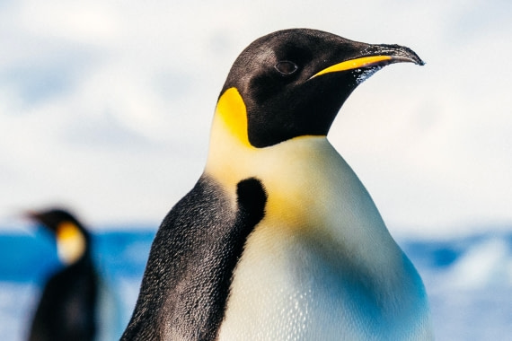 Antarctica,-Weddell-Sea,-Snow-Hill---Emperor-Penguin---November-2019-