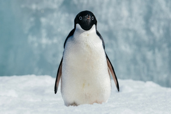 Antarctica-Sound---Brown-Bluff---Adelie-penguins---November-2019