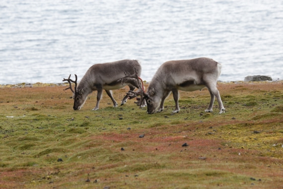 Reindeer Ingeborgfjellet