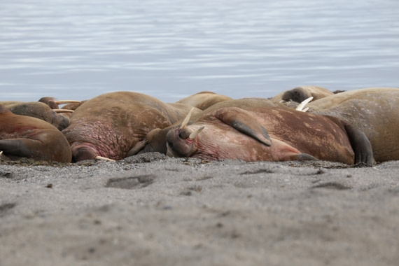 Walrus Wahlbergøya
